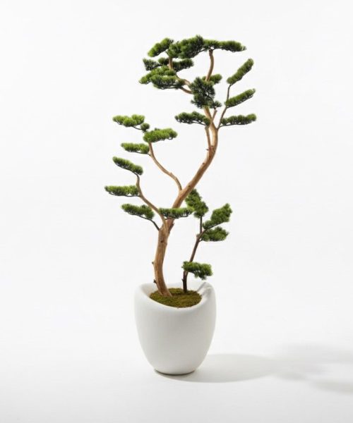 Tasarım Bonsai